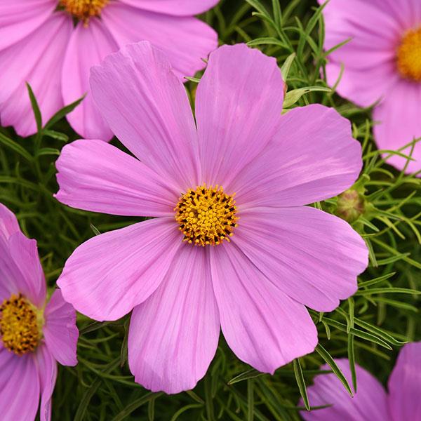 Cosmos Sonata™ Pink - Bloom