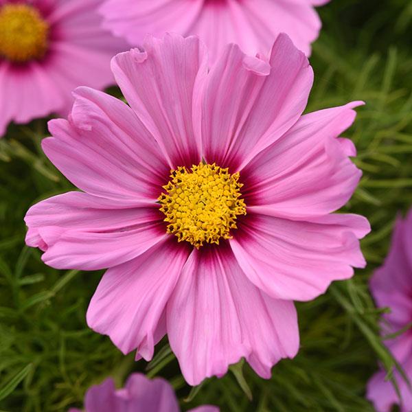 Cosmos Sonata™ Pink Blush - Bloom