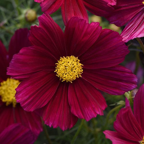 Cosmos Sonata™ Purple Shades - Bloom