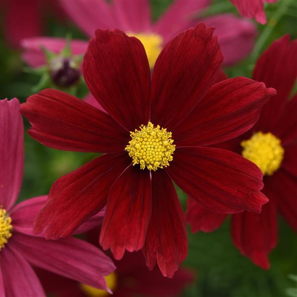 Cosmos Sonata™ Red Shades - Bloom