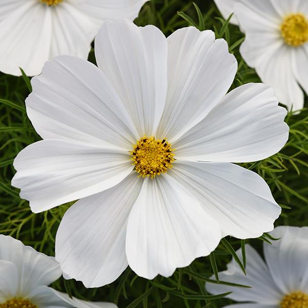 Cosmos Sonata™ White - Bloom