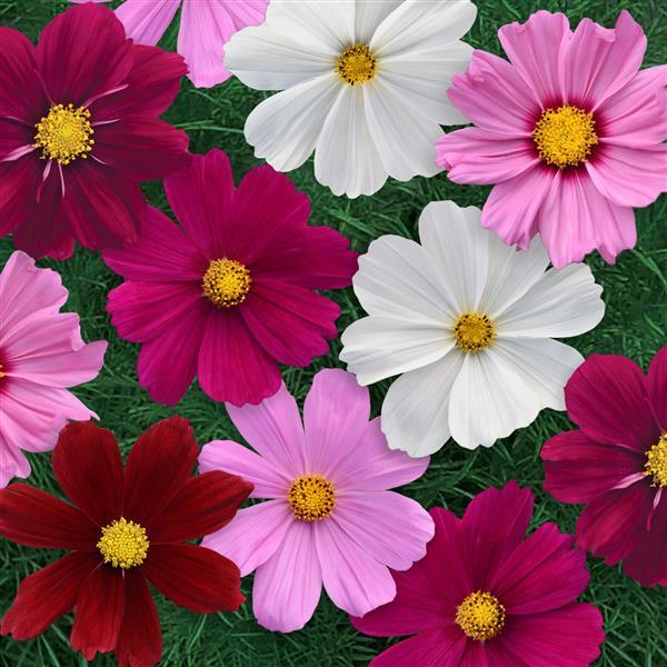 Cosmos Sonata Complete Mixture - Bloom
