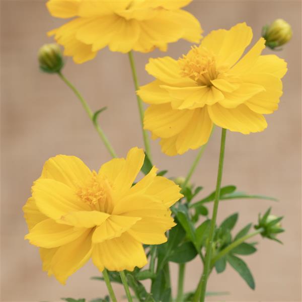 Cosmos Brightness Gold - Bloom