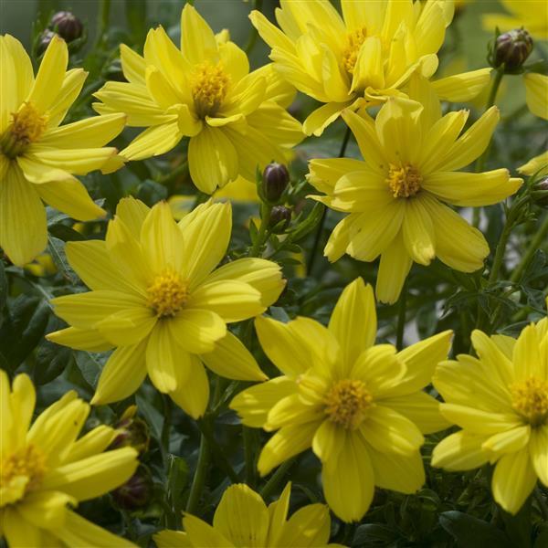 Cosmos Brightness Lemon - Bloom