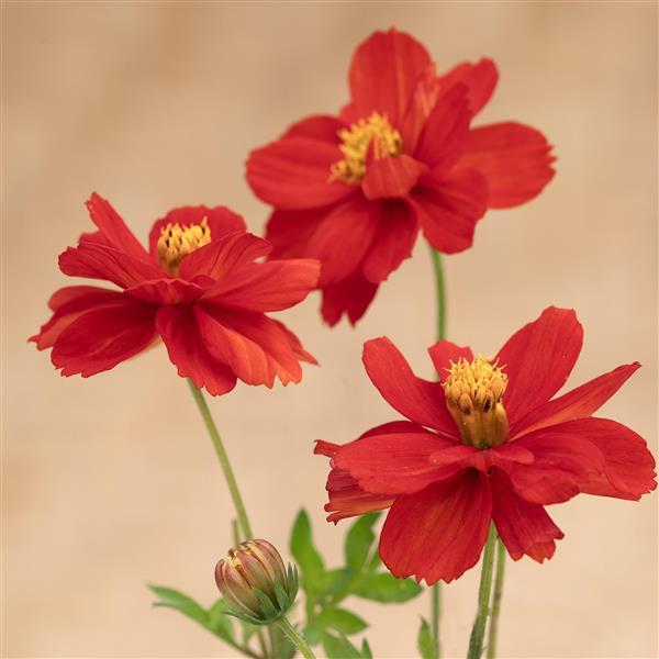 Cosmos Brightness Red - Bloom