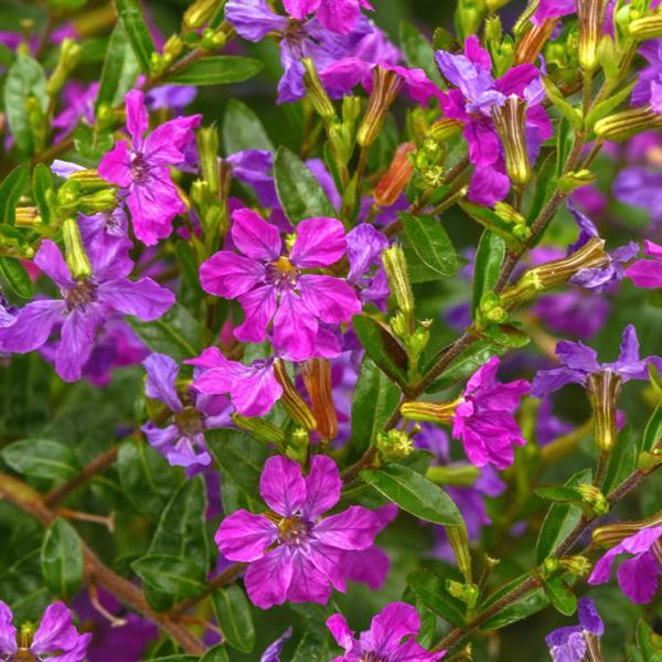 PLANT NAME Bloom