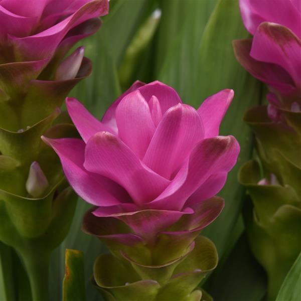 Curcuma ThaiSpice™ Lavender - Bloom