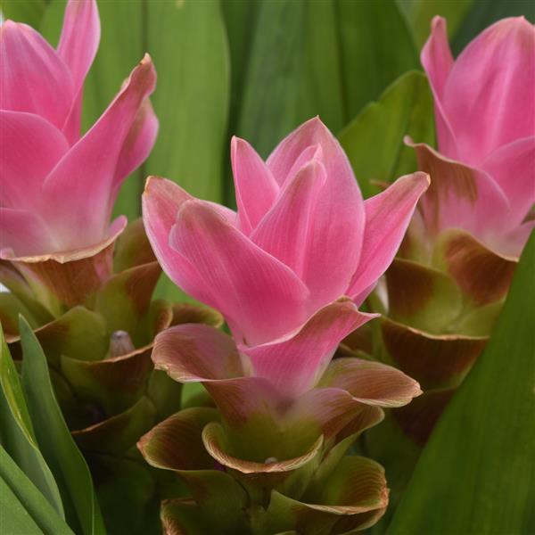 Curcuma ThaiSpice Pink - Bloom