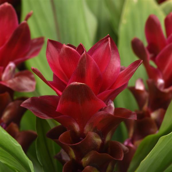 Curcuma ThaiSpice™ Red - Bloom