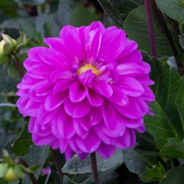 Dahlia Karma Blue Lagoon - Bloom