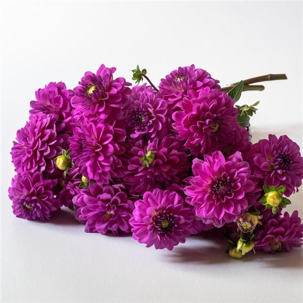 Dahlia Karma Blue Lagoon - Grower Bunch