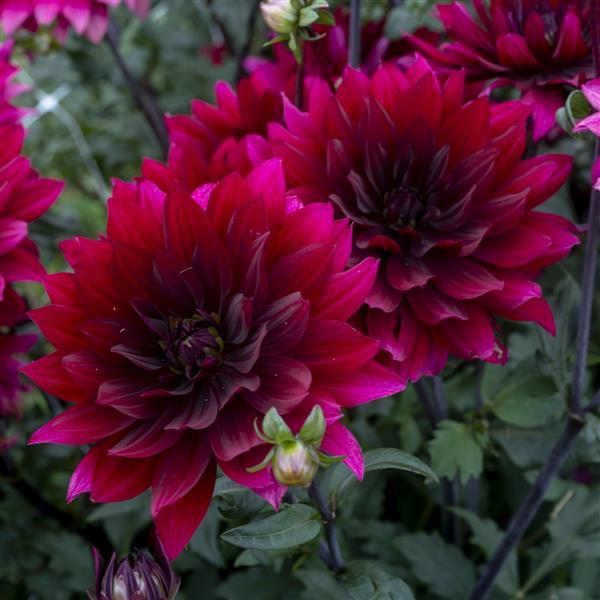 Dahlia Karma Cabernet - Bloom