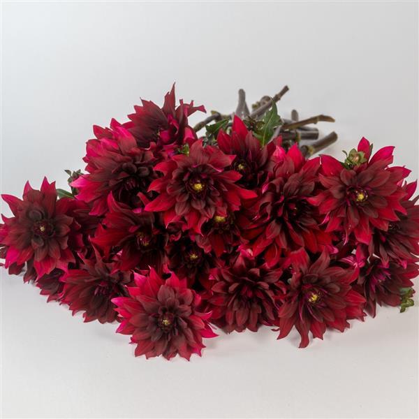 Dahlia Karma Cabernet - Grower Bunch