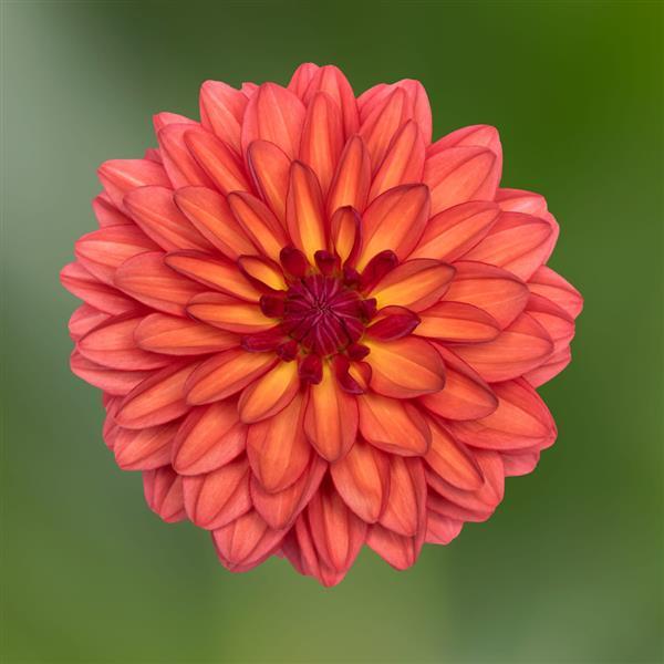 Dahlia Karma Caroline - Bloom