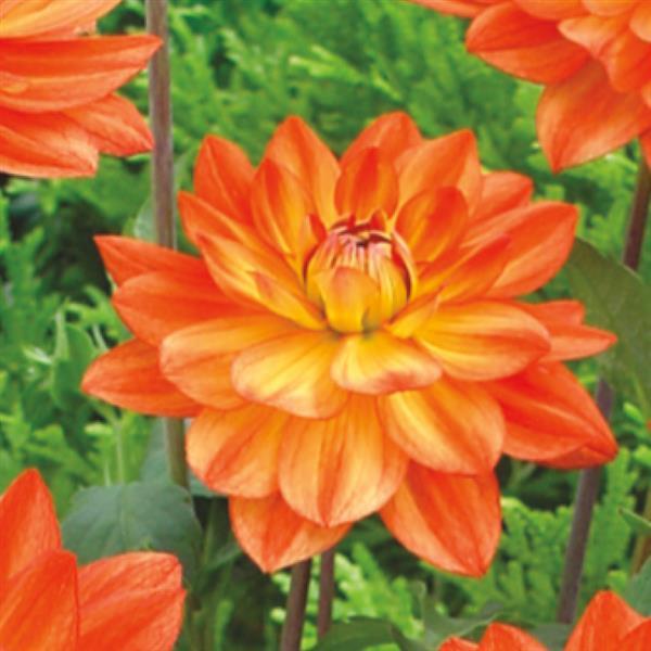 Dahlia Karma Fiesta - Bloom