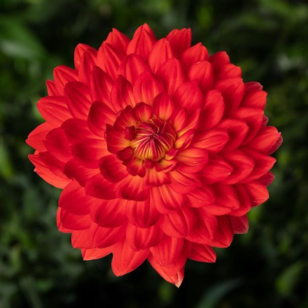 Dahlia Karma Irene - Bloom