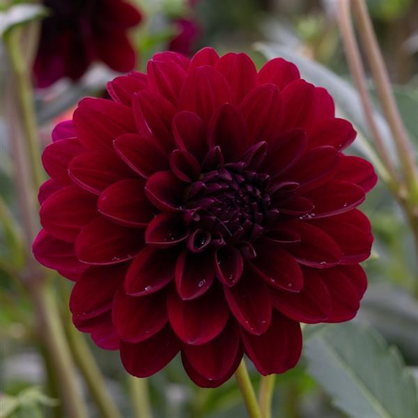Dahlia Karma Naomi - Bloom