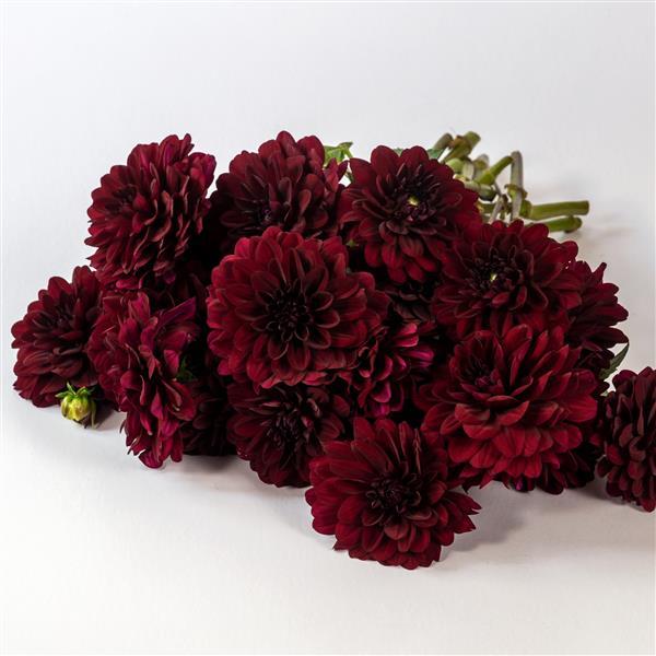 Dahlia Karma Naomi - Grower Bunch
