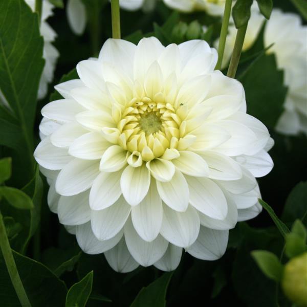 Dahlia Karma White Pearl - Bloom