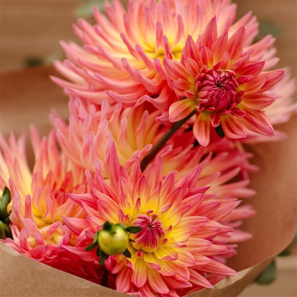 Dahlia Karma Sangria - Bloom