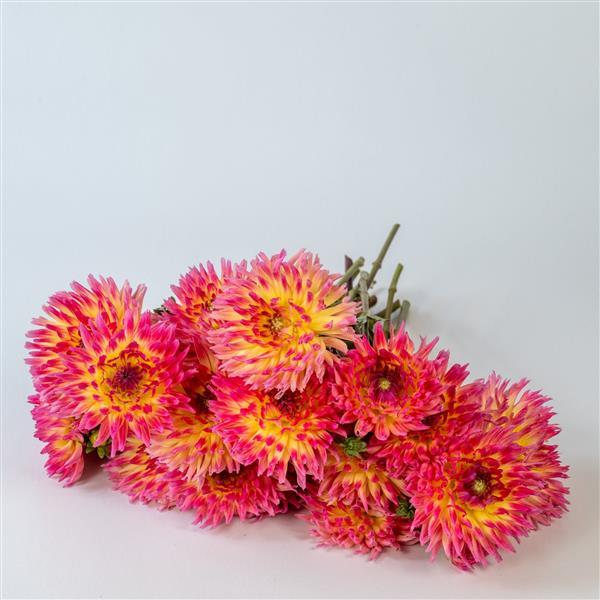 Dahlia Karma Sangria - Grower Bunch