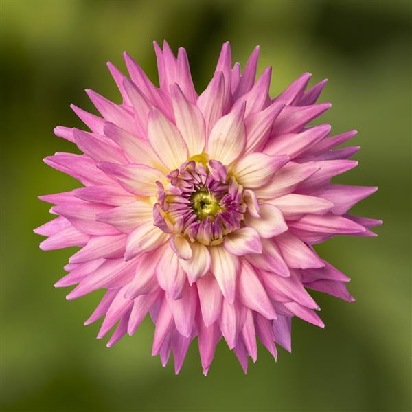 Dahlia Karma Amanda - Bloom