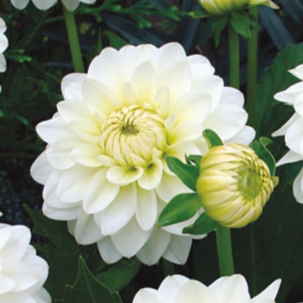 Dahlia Karma Serena - Bloom