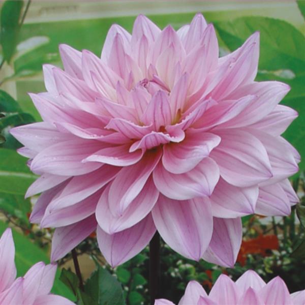 Dahlia Karma Prospero - Bloom
