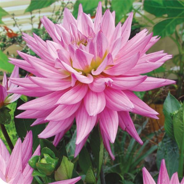 Dahlia Karma Corona Pink - Bloom