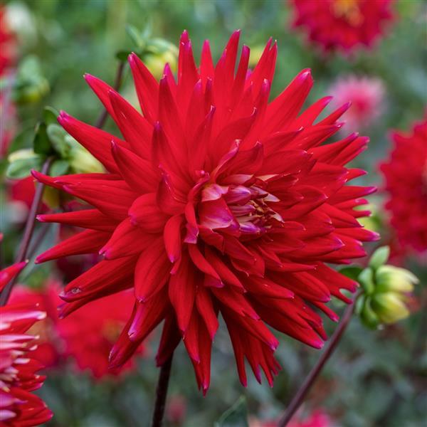 Dahlia Karma Corona Red - Bloom