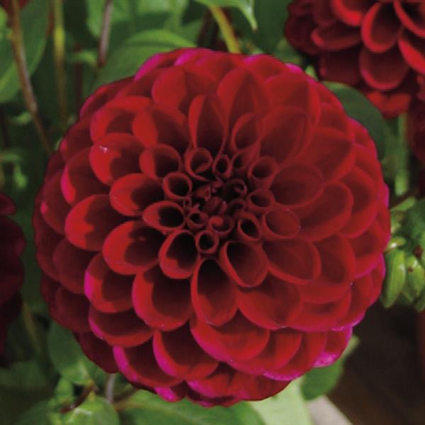 Dahlia Karma Fox Maroon - Bloom