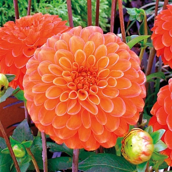 Dahlia Karma Fox Orange - Bloom