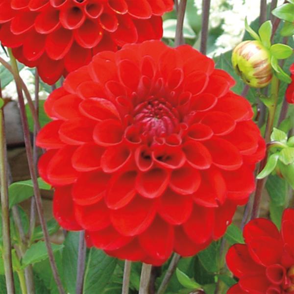 Dahlia Karma Fox Red - Bloom