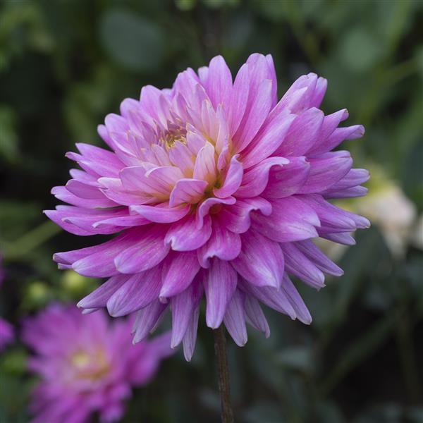 Dahlia Karma Corona Purple - Bloom