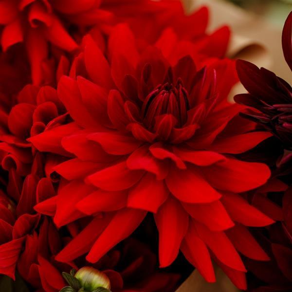 Dahlia Karma Amora Bright Scarlet - Bloom