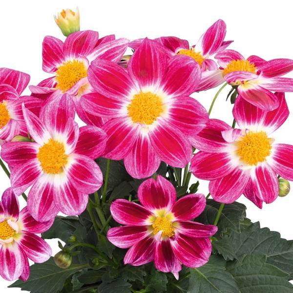 Dahlia Summer Bees Purple Bicolor - Bloom