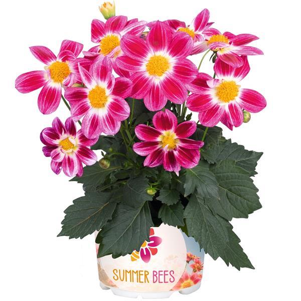 Dahlia Summer Bees Purple Bicolor - Container