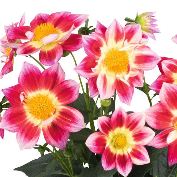 Dahlia Summer Bees Red Bicolor - Bloom