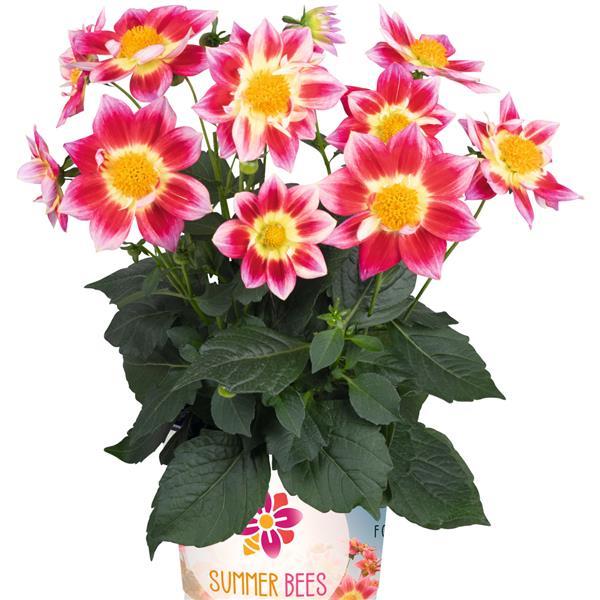 Dahlia Summer Bees Red Bicolor - Container