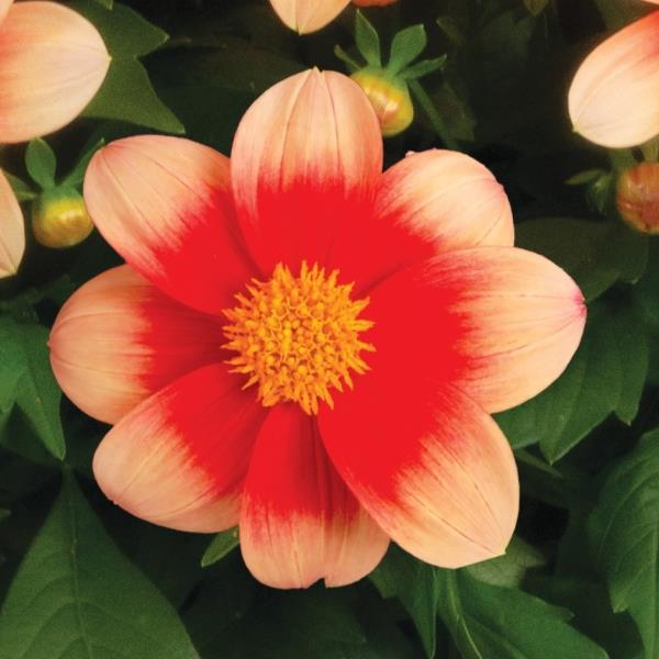 Dahlia Summer Bees Salmon Bicolor - Bloom