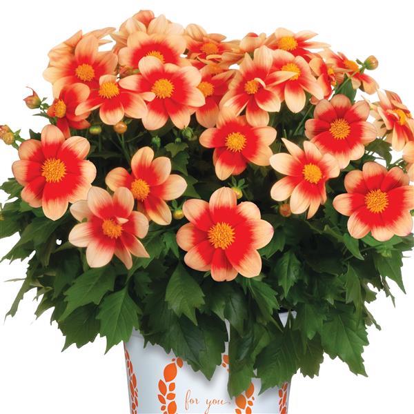 Dahlia Summer Bees Salmon Bicolor - Container