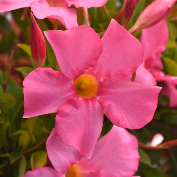 PLANT NAME Bloom