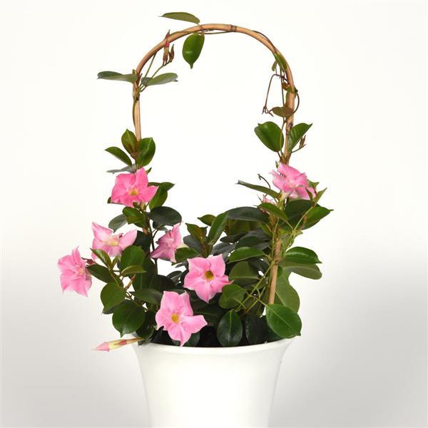 PLANT NAME Container