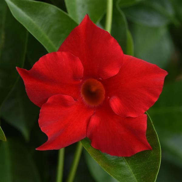PLANT NAME Bloom