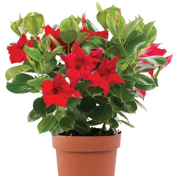 PLANT NAME Container