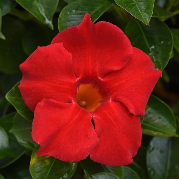 PLANT NAME Bloom