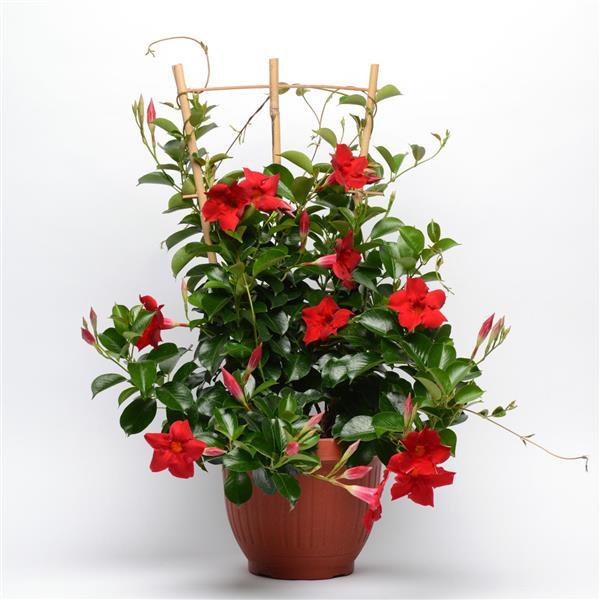 PLANT NAME Container
