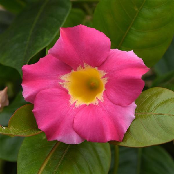 PLANT NAME Bloom