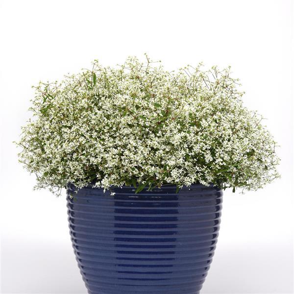 PLANT NAME Container