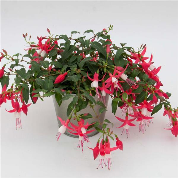 PLANT NAME Container